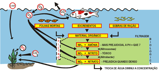 Nishikigoi ambiente