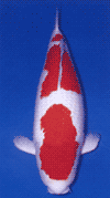 Kohaku