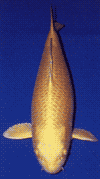 ogon