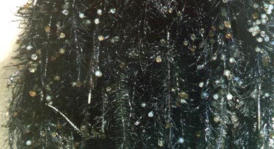 Reproducao Nishikigoi