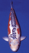 Shusui