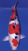 Taisho Sanshoku